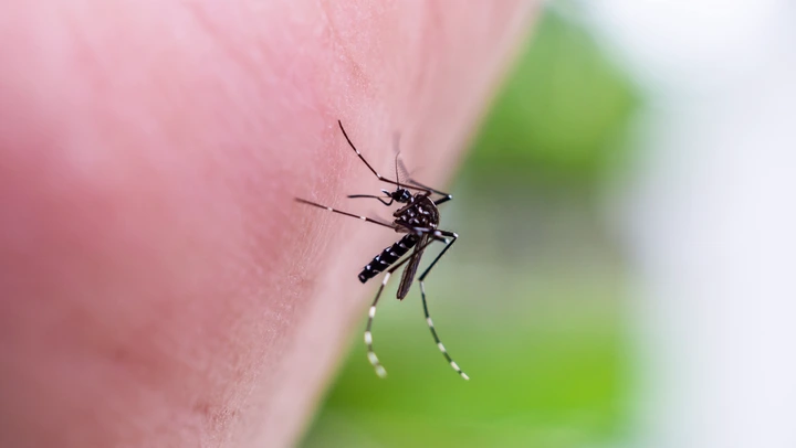 Moustique tigre : 80 % des nids sont dans vos jardins, cette app française veut vous aider à les détruire